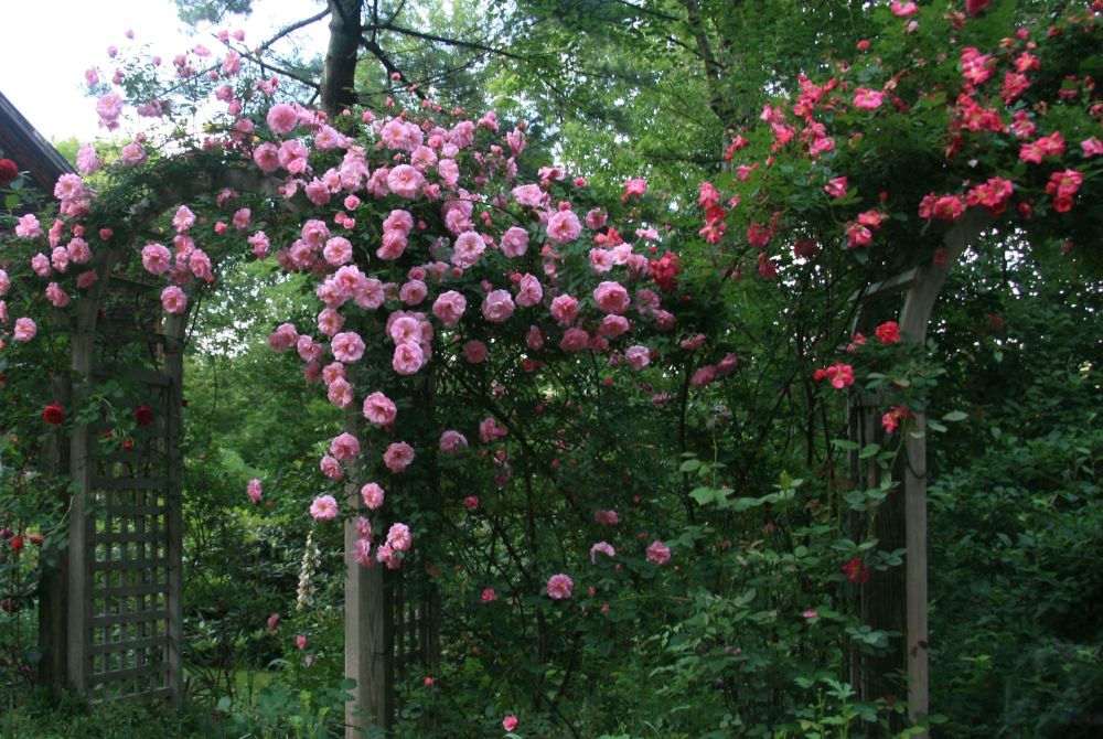róże pnące w ogrodzie